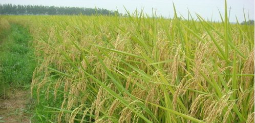 含腐植酸水溶肥