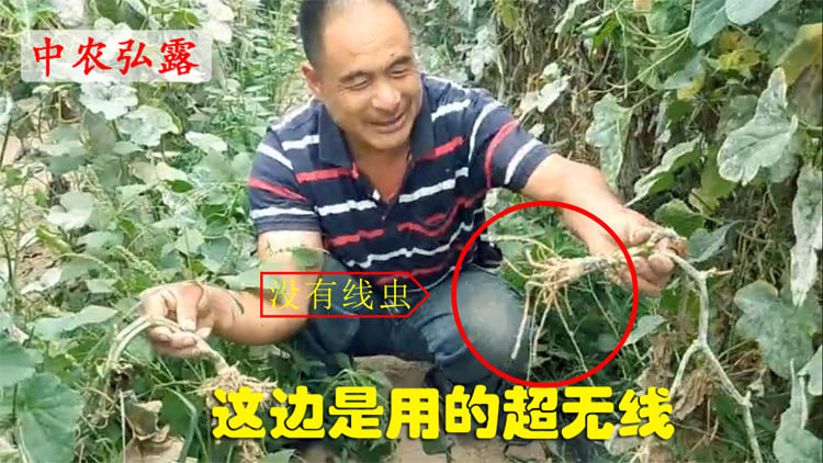 黄瓜根结线虫特效药用户反馈