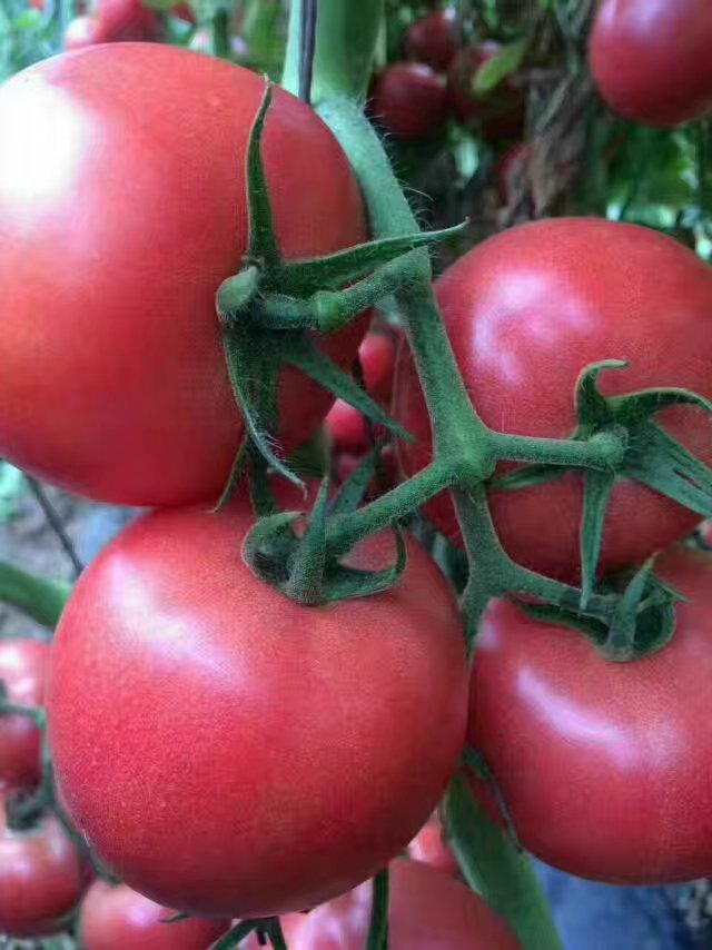 HL628粉果番茄|番茄类-寿光市春秋种业有限公司