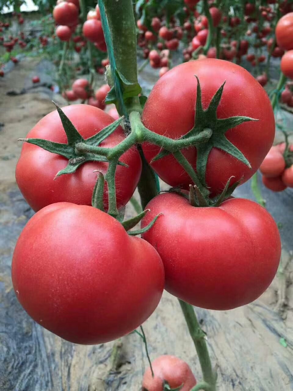 HL628粉果番茄|番茄类-寿光市春秋种业有限公司