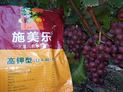 用高钾施美乐的葡萄色泽均匀，果粒均匀，长相好