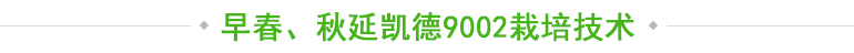 早春、秋延凯德9002栽培技术