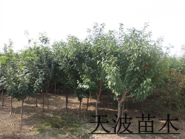 山东樱花树基地实拍图片1