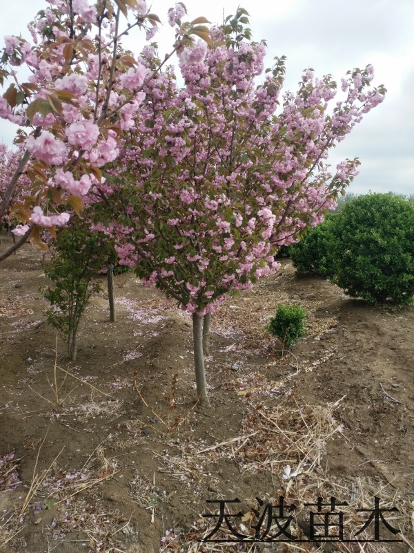 山东樱花树基地实拍图片6