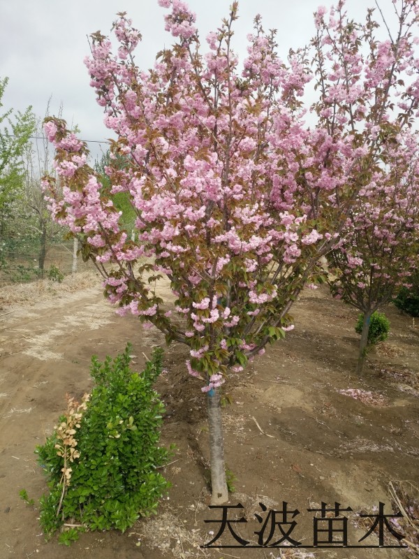 山东樱花树基地实拍图片