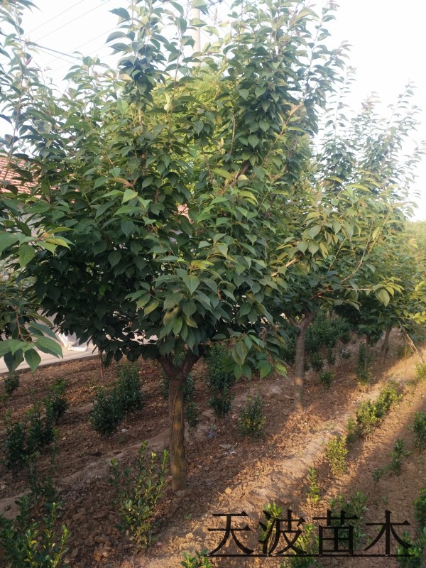 山东樱花树基地实拍图片10