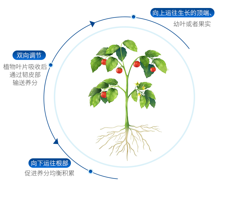 必互糖醇螯合钙详情_10.jpg