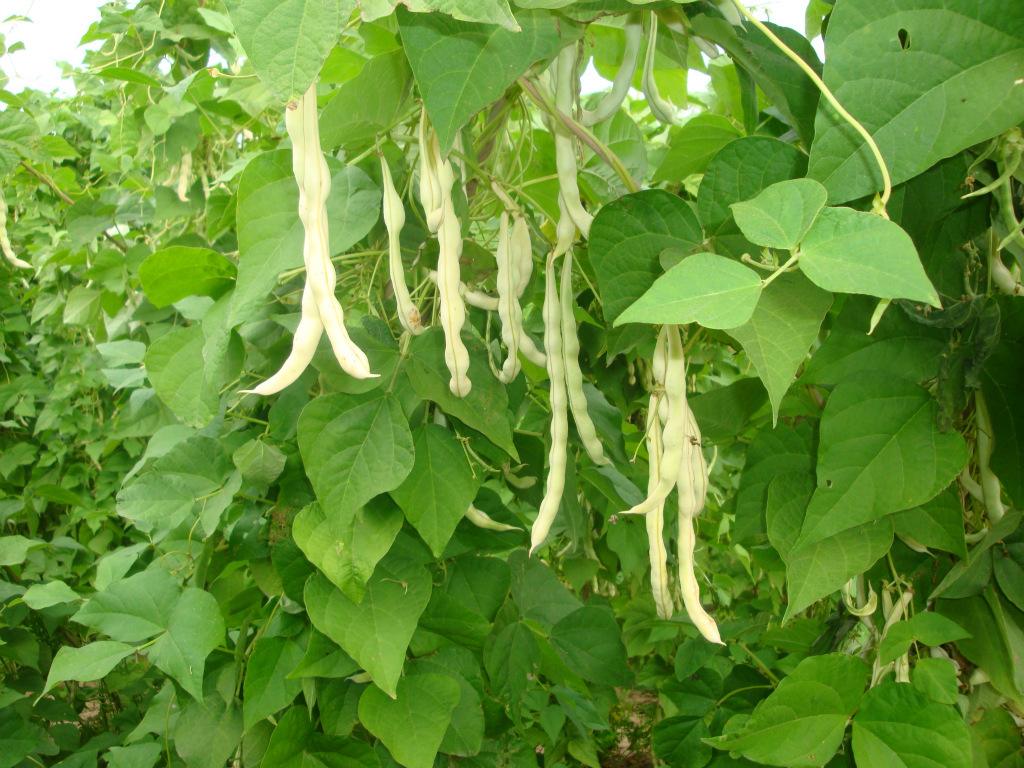 蓬莱阁早起架豆种子,架豆种子价格,架豆种子批发